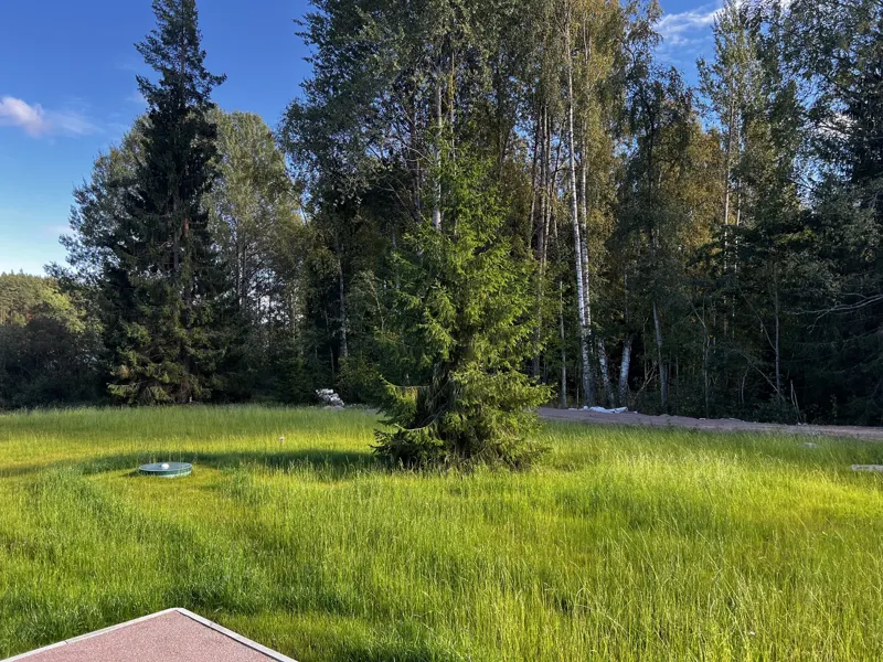 Лужайка с елью и берёзами у дома